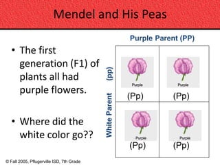 Mendel and His Peas
                                                          Purple Parent (PP)
   • The first
     generation (F1) of



                                           (pp)
     plants all had
     purple flowers.
                                                          (Pp)        (Pp)
                                           White Parent
   • Where did the
     white color go??
                                                          (Pp)        (Pp)
© Fall 2005, Pflugerville ISD, 7th Grade
 