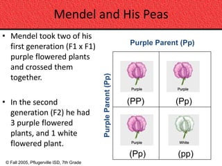 Mendel and His Peas
• Mendel took two of his
                                                                 Purple Parent (Pp)
  first generation (F1 x F1)
  purple flowered plants
  and crossed them



                                            Purple Parent (Pp)
  together.

• In the second                                                  (PP)        (Pp)
  generation (F2) he had
  3 purple flowered
  plants, and 1 white
  flowered plant.
                                                                 (Pp)         (pp)
 © Fall 2005, Pflugerville ISD, 7th Grade
 