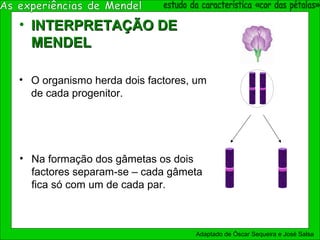 • INTERPRETAÇÃO DEINTERPRETAÇÃO DE
MENDELMENDEL
• O organismo herda dois factores, um
de cada progenitor.
• Na formação dos gâmetas os dois
factores separam-se – cada gâmeta
fica só com um de cada par.
Adaptado de Óscar Sequeira e José Salsa
 