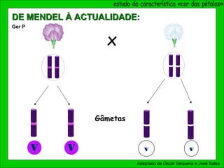 x
V V v v
Gâmetas
Ger P
Adaptado de Óscar Sequeira e José Salsa
DE MENDEL À ACTUALIDADE:DE MENDEL À ACTUALIDADE:
 