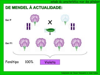 Violeta100%Fenótipo
Ger F1
Adaptado de Óscar Sequeira e José Salsa
xGer P
DE MENDEL À ACTUALIDADE:DE MENDEL À ACTUALIDADE:
 