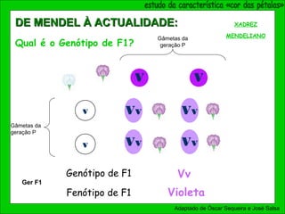 V V
v
v Vv
Vv
Vv
Vv
XADREZ
MENDELIANO
Vv
Violeta
Genótipo de F1
Fenótipo de F1
Ger F1
Adaptado de Óscar Sequeira e José Salsa
DE MENDEL À ACTUALIDADE:DE MENDEL À ACTUALIDADE:
Qual é o Genótipo de F1?
Gâmetas da
geração P
Gâmetas da
geração P
 