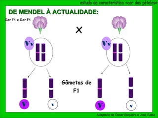 x
Vv Vv
V v V v
Gâmetas de
F1
Ger F1 x Ger F1
Adaptado de Óscar Sequeira e José Salsa
DE MENDEL À ACTUALIDADE:DE MENDEL À ACTUALIDADE:
 