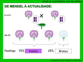 Violeta Branco75%
Ger F2
Adaptado de Óscar Sequeira e José Salsa
xF1 x F1
DE MENDEL À ACTUALIDADE:DE MENDEL À ACTUALIDADE:
Fenótipo 25%
 