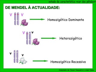 V V
Homozigótico Dominante
V v
Heterozigótico
Homozigótico Recessivo
vv
Adaptado de Óscar Sequeira e José Salsa
DE MENDEL À ACTUALIDADE:DE MENDEL À ACTUALIDADE:
 