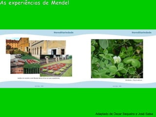 Adaptado de Óscar Sequeira e José Salsa
 