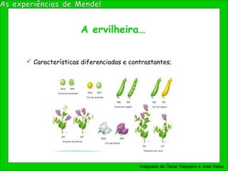 A ervilheira…
 Características diferenciadas e contrastantes;
Adaptado de Óscar Sequeira e José Salsa
 