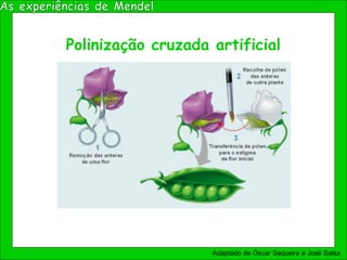 Polinização cruzada artificial
Adaptado de Óscar Sequeira e José Salsa
 