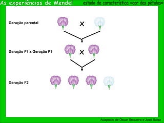 xGeração parental
Geração F1 x Geração F1 x
Geração F2
Adaptado de Óscar Sequeira e José Salsa
 