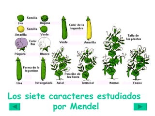 Los siete caracteres estudiados  por Mendel 