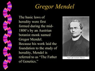 Gregor Mendel
The basic laws of
heredity were first
formed during the mid1800’s by an Austrian
botanist monk named
Gregor Mendel.
Because his work laid the
foundation to the study of
heredity, Mendel is
referred to as “The Father
of Genetics.”

 