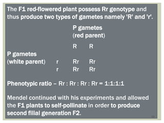 The F1 red-flowered plant possess Rr genotype and
thus produce two types of gametes namely 'R' and 'r'.
P gametes
(red parent)
R R
P gametes
(white parent) r Rr Rr
r Rr Rr
Phenotypic ratio – Rr : Rr : Rr : Rr = 1:1:1:1
Mendel continued with his experiments and allowed
the F1 plants to self-pollinate in order to produce
second filial generation F2. 13
 