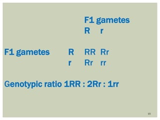15
F1 gametes
R r
F1 gametes R RR Rr
r Rr rr
Genotypic ratio 1RR : 2Rr : 1rr
 
