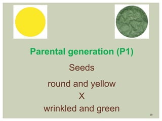 18
Parental generation (P1)
Seeds
round and yellow
X
wrinkled and green
 