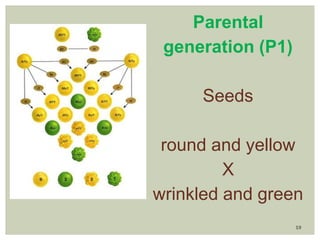 19
Parental
generation (P1)
Seeds
round and yellow
X
wrinkled and green
 
