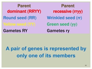 20
Parent
dominant (RRYY)
Parent
recessive (rryy)
Round seed (RR) Wrinkled seed (rr)
Yellow seed (YY) Green seed (yy)
Gametes RY Gametes ry
A pair of genes is represented by
only one of its members
 