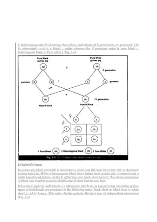 F1 heterozygous are bred among themselves, individuals of F2generation are produced. The
Fv phenotypic ratio is 3 black: 1 white whereas the F2 genotypic ratio is pure black 1:
heterozygous black 2: Pure white 1 (Fig. 5.4).
Dihybrid Cross:
In guinea pig black coat (BB) is dominant to white coat (bb) and short hair (SS) is dominant
to long hair (ss). When a homozygous black short haired male guinea pig is crossed with a
white long haired female, all the F, offspring’s are black short haired. This shows dominance
of black coat to white coat and dominance of short hair to long hair.
When the F1 hybrids individuals are allowed to interbreed a F2generation consisting of four
types of individuals are produced in the following ratio: black short 9: black long 3: white
short 3: white long 1: This ratio clearly explains Mendel’s law of independent assortment
(Fig. 5.5).
 