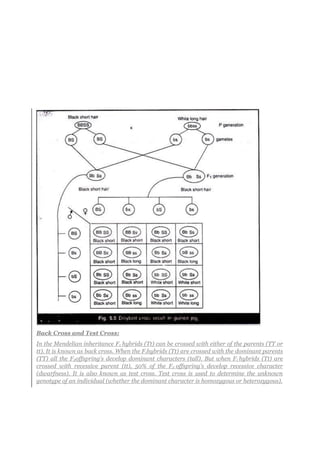 Back Cross and Test Cross:
In the Mendelian inheritance F1 hybrids (Tt) can be crossed with either of the parents (TT or
tt). It is known as back cross. When the F1hybrids (Tt) are crossed with the dominant parents
(TT) all the F2offspring’s develop dominant characters (tall). But when F1 hybrids (Tt) are
crossed with recessive parent (tt), 50% of the F2 offspring’s develop recessive character
(dwarfness). It is also known as test cross. Test cross is used to determine the unknown
genotype of an individual (whether the dominant character is homozygous or heterozygous).
 