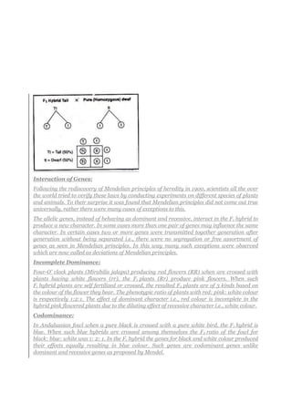 Interaction of Genes:
Following the rediscovery of Mendelian principles of heredity in 1900, scientists all the over
the world tried to verify these laws by conducting experiments on different species of plants
and animals. To their surprise it was found that Mendelian principles did not come out true
universally, rather there were many cases of exceptions to this.
The allelic genes, instead of behaving as dominant and recessive, interact in the F1 hybrid to
produce a new character. In some cases more than one pair of genes may influence the same
character. In certain cases two or more genes were transmitted together generation after
generation without being separated i.e., there were no segregation or free assortment of
genes as seen in Mendelian principles. In this way many such exceptions were observed
which are now called as deviations of Mendelian principles.
Incomplete Dominance:
Four-O’ clock plants (Mirabilis jalapa) producing red flowers (RR) when are crossed with
plants having white flowers (rr), the F1 plants (Rr) produce pink flowers. When such
F1 hybrid plants are self fertilized or crossed, the resulted F2 plants are of 3 kinds based on
the colour of the flower they bear. The phenotypic ratio of plants with red: pink: white colour
is respectively 1:2:1. The effect of dominant character i.e., red colour is incomplete in the
hybrid pink flowered plants due to the diluting effect of recessive character i.e., white colour.
Codominance:
In Andalussian fowl when a pure black is crossed with a pure white bird, the F1 hybrid is
blue. When such blue hybrids are crossed among themselves the F2 ratio of the fowl for
black: blue: white was 1: 2: 1. In the F1 hybrid the genes for black and white colour produced
their effects equally resulting in blue colour. Such genes are codominant genes unlike
dominant and recessive genes as proposed by Mendel.
 