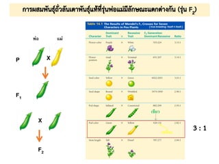 พ่อ แม่
P
F1
X
X
F2
เขียว
เหลือง
 
