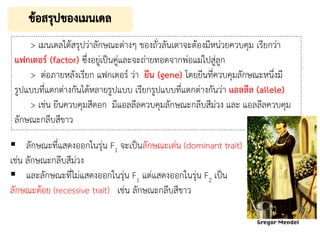 > เมนเดลได้สรุปว่าลักษณะต่างๆ ของถั่วลันเตาจะต้องมีหน่วยควบคุม เรียกว่า
แฟกเตอร์ (factor) ซึ่งอยู่เป็นคู่และจะถ่ายทอดจากพ่อแม่ไปสู่ลูก
> ต่อภายหลังเรียก แฟกเตอร์ ว่า ยีน (gene) โดยยีนที่ควบคุมลักษณะหนึ่งมี
รูปแบบที่แตกต่างกันได้หลายรูปแบบ เรียกรูปแบบที่แตกต่างกันว่า แอลลีล (allele)
> เช่น ยีนควบคุมสีดอก มีแอลลีลควบคุมลักษณะกลีบสีม่วง และ แอลลีลควบคุม
ลักษณะกลีบสีขาว
▪ ลักษณะที่แสดงออกในรุ่น F1 จะเป็นลักษณะเด่น (dominant trait)
เช่น ลักษณะกลีบสีม่วง
▪ และลักษณะที่ไม่แสดงออกในรุ่น F1 แต่แสดงออกในรุ่น F2 เป็น
ลักษณะด้อย (recessive trait) เช่น ลักษณะกลีบสีขาว
 