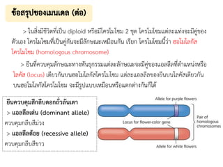 > ในสิ่งมีชีวิตที่เป็น diploid หรือมีโครโมโซม 2 ชุด โครโมโซมแต่ละแท่งจะมีคู่ของ
ตัวเอง โครโมโซมที่เป็นคู่กันจะมีลักษณะเหมือนกัน เรียก โครโมโซมนี้ว่า ฮอโมโลกัส
โครโมโซม (homologous chromosome)
> ยีนที่ควบคุมลักษณะทางพันธุกรรมแต่ละลักษณะจะมีคู่ของแอลลีลที่ตาแหน่งหรือ
โลคัส (locus) เดียวกันบนฮอโมโลกัสโครโมโซม แต่ละแอลลีลของยีนบนโลคัสเดียวกัน
บนฮอโมโลกัสโครโมโซม จะมีรูปแบบเหมือนหรือแตกต่างกันก็ได้
ยีนควบคุมสีกลีบดอกถั่วลันเตา
> แอลลีลเด่น (dominant allele)
ควบคุมกลีบสีม่วง
> แอลลีลด้อย (recessive allele)
ควบคุมกลีบสีขาว
 