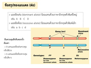 > แอลลีลเด่น (dominant allele) นิยมแทนด้วยภาษาอังกฤษตัวพิมพ์ใหญ่
เช่น A B C D
> แอลลีลด้อย (recessive allele) นิยมแทนด้วยภาษาอังกฤษตัวพิมพ์เล็ก
เช่น a b c d
ยีนควบคุมสีกลีบดอกถั่ว
ลันเตา
> B แทนแอลลีลเด่นควบคุม
กลีบสีม่วง
> b แทนแอลลีลด้อยควบคุม
กลีบสีขาว
 