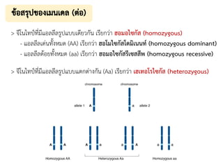 > จีโนไทป์ที่มีแอลลีลรูปแบบเดียวกัน เรียกว่า ฮอมอไซกัส (homozygous)
- แอลลีลเด่นทั้งหมด (AA) เรียกว่า ฮอโมไซกัสโดมิเนนท์ (homozygous dominant)
- แอลลีลด้อยทั้งหมด (aa) เรียกว่า ฮอมอไซกัสรีเซสสีพ (homozygous recessive)
> จีโนไทป์ที่มีแอลลีลรูปแบบแตกต่างกัน (Aa) เรียกว่า เฮเทอโรไซกัส (heterozygous)
 