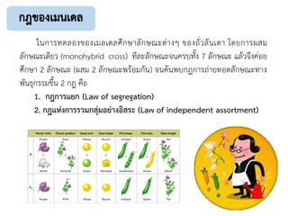 ในการทดลองของเมลเดลศึกษาลักษณะต่างๆ ของถั่วลันเตา โดยการผสม
ลักษณะเดียว (monohybrid cross) ทีละลักษณะจนครบทั้ง 7 ลักษณะ แล้วจึงค่อย
ศึกษา 2 ลักษณะ (ผสม 2 ลักษณะพร้อมกัน) จนค้นพบกฎการถ่ายทอดลักษณะทาง
พันธุกรรมขึ้น 2 กฎ คือ
1. กฎการแยก (Law of segregation)
2. กฎแห่งการรวมกลุ่มอย่างอิสระ (Law of independent assortment)
 