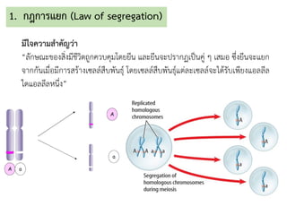 1. กฎการแยก (Law of segregation)
มีใจความสาคัญว่า
“ลักษณะของสิ่งมีชีวิตถูกควบคุมโดยยีน และยีนจะปรากฏเป็นคู่ ๆ เสมอ ซึ่งยีนจะแยก
จากกันเมื่อมีการสร้างเซลล์สืบพันธุ์ โดยเซลล์สืบพันธุ์แต่ละเซลล์จะได้รับเพียงแอลลีล
ใดแอลลีลหนึ่ง”
 