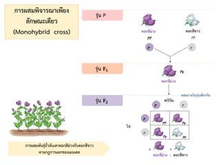 การผสมพันธุ์ถั่วลันเตาดอกสีม่วงกับดอกสีขาว
ตามกฎการแยกของเมนเดล
การผสมพิจารณาเพียง
ลักษณะเดียว
(Monohybrid cross)
 