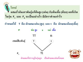 โจทย์
ผสมถั่วลันเตาพันธุ์แท้ต้นสูง (เด่น) กับต้นเตี้ย (ด้อย) ผลที่เกิด
ในรุ่น F1 และ F2 จะเป็นอย่างไร มีอัตราส่วนเท่าไร
กาหนดให้ T คือ ลักษณะเด่น (สูง) และ t คือ ลักษณะด้อย(เตี้ย)
P พ่อ สูง x แม่ เตี้ย
TT tt
เซลล์สืบพันธุ์ T t
Tt
F1
ลักษณะที่ปรากฏในรุ่นลูก เป็นลักษณะเด่นทั้งหมด
 