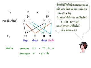 Tt
สูง
F1 Tt
สูง
x
เซลล์สืบพันธุ์ T t T t
F2 TT Tt Tt tt
ต้นสูง ต้นสูง ต้นสูง ต้นเตี้ย
สัดส่วน genotype 1:2:1 = TT : Tt : tt
phenotype 3:1 = สูง : เตี้ย
สาหรับจีโนไทป์ heterozygous
เมื่อผสมกันตามแบบเมนเดล
1 ยีน (Tt x Tt)
รุ่นลูกจะได้อัตราส่วนจีโนไทป์
TT : Tt : tt = 1:2:1
และอัตราส่วนฟีโนไทป์
เด่น:ด้อย = 3:1
สาหรับจีโนไทป์ heterozygous
เมื่อผสมกันตามแบบเมนเดล
1 ยีน (Tt x Tt)
รุ่นลูกจะได้อัตราส่วนจีโนไทป์
TT : Tt : tt = 1:2:1
และอัตราส่วนฟีโนไทป์
เด่น:ด้อย = 3:1
สาหรับจีโนไทป์ heterozygous
เมื่อผสมกันตามแบบเมนเดล
1 ยีน (Tt x Tt)
รุ่นลูกจะได้อัตราส่วนจีโนไทป์
TT : Tt : tt = 1:2:1
และอัตราส่วนฟีโนไทป์
เด่น:ด้อย = 3:1
 