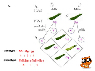 Genotype
phenotype
GG : Gg : gg
1 : 2 : 1
ฝักสีเขียว : ฝักสีเหลือง
3 : 1
Ex.
ฝักสีเขียว ฝักสีเขียว
 