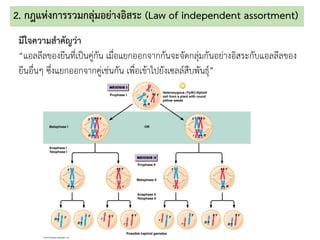 2. กฎแห่งการรวมกลุ่มอย่างอิสระ (Law of independent assortment)
มีใจความสาคัญว่า
“แอลลีลของยีนที่เป็นคู่กัน เมื่อแยกออกจากกันจะจัดกลุ่มกันอย่างอิสระกับแอลลีลของ
ยีนอื่นๆ ซึ่งแยกออกจากคู่เช่นกัน เพื่อเข้าไปยังเซลล์สืบพันธุ์”
 