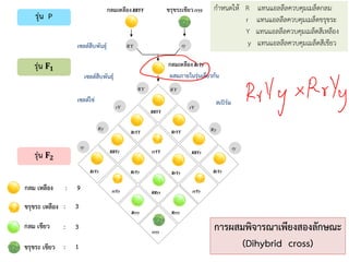 การผสมพิจารณาเพียงสองลักษณะ
(Dihybrid cross)
การผสมพิจารณาเพียงสองลักษณะ
(Dihybrid cross)
กาหนดให้ R แทนแอลลีลควบคุมเมล็ดกลม
r แทนแอลลีลควบคุมเมล็ดขรุขระ
Y แทนแอลลีลควบคุมเมล็ดสีเหลือง
y แทนแอลลีลควบคุมเมล็ดสีเขียว
 