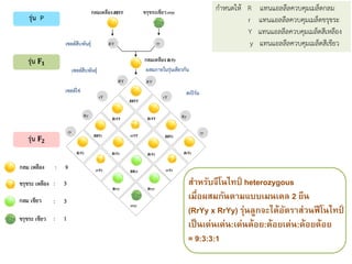 กาหนดให้ R แทนแอลลีลควบคุมเมล็ดกลม
r แทนแอลลีลควบคุมเมล็ดขรุขระ
Y แทนแอลลีลควบคุมเมล็ดสีเหลือง
y แทนแอลลีลควบคุมเมล็ดสีเขียว
สาหรับจีโนไทป์ heterozygous
เมื่อผสมกันตามแบบเมนเดล 2 ยีน
(RrYy x RrYy) รุ่นลูกจะได้อัตราส่วนฟีโนไทป์
เป็นเด่นเด่น:เด่นด้อย:ด้อยเด่น:ด้อยด้อย
= 9:3:3:1
สาหรับจีโนไทป์ heterozygous
เมื่อผสมกันตามแบบเมนเดล 2 ยีน
(RrYy x RrYy) รุ่นลูกจะได้อัตราส่วนฟีโนไทป์
เป็นเด่นเด่น:เด่นด้อย:ด้อยเด่น:ด้อยด้อย
= 9:3:3:1
สาหรับจีโนไทป์ heterozygous
เมื่อผสมกันตามแบบเมนเดล 2 ยีน
(RrYy x RrYy) รุ่นลูกจะได้อัตราส่วนฟีโนไทป์
เป็นเด่นเด่น:เด่นด้อย:ด้อยเด่น:ด้อยด้อย
= 9:3:3:1
 