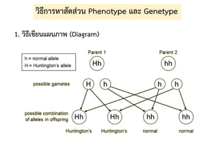 วิธีการหาสัดส่วน Phenotype และ Genetype
1. วิธีเขียนแผนภาพ (Diagram)
 