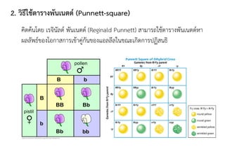 2. วิธีใช้ตารางพันเนตต์ (Punnett-square)
คิดค้นโดย เรจินัลด์ พันเนตต์ (Reginald Punnett) สามารถใช้ตารางพันเนตต์หา
ผลลัพธ์ของโอกาสการเข้าคู่กันของแอลลีลในขณะเกิดการปฏิสนธิ
 