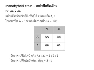 Monohybrid cross – สนใจยีนยีนเดียว
Ex. Aa × Aa
แต่ละตัวสร้างเซลล์สืบพันธุ์ได้ 2 แบบ คือ A, a
โอกาสสร้าง A = 1/2 และโอกาสสร้าง a = 1/2
อัตราส่วนจีโนไทป์ AA : Aa : aa = 1 : 2 : 1
อัตราส่วนฟีโนไทป์ เด่น : ด้อย = 3 : 1
 