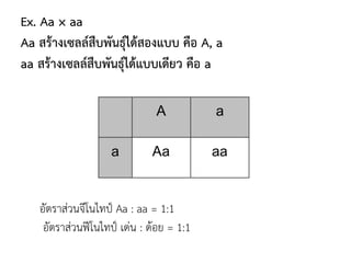 Ex. Aa × aa
Aa สร้างเซลล์สืบพันธุ์ได้สองแบบ คือ A, a
aa สร้างเซลล์สืบพันธุ์ได้แบบเดียว คือ a
อัตราส่วนจีโนไทป์ Aa : aa = 1:1
อัตราส่วนฟีโนไทป์ เด่น : ด้อย = 1:1
 