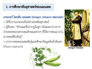 > ได้รับการยกย่องเป็นบิดาแห่งพันธุศาสตร์
> ผู้ค้นพบ “ลักษณะที่ปรากฏในลูก เป็นผลมาจากการ
ถ่ายทอดหน่วยควบคุมลักษณะต่างๆ ที่ได้จากพ่อแม่ ผ่าน
ทางเซลล์สืบพันธุ์”
> จากการทดลองผสมพันธุ์และศึกษาข้อมูลต้นถั่วลันเตา
(Pisum sativum)
 