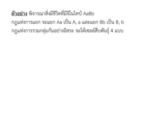 ตัวอย่าง พิจารณาสิ่งมีชีวิตที่มีจีโนไทป์ AaBb
กฎแห่งการแยก จะแยก Aa เป็น A, a และแยก Bb เป็น B, b
กฎแห่งการรวมกลุ่มกันอย่างอิสระ จะได้เซลล์สืบพันธุ์ 4 แบบ
 