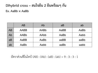 Dihybrid cross – สนใจยีน 2 ยีนพร้อมๆ กัน
Ex. AaBb × AaBb
อัตราส่วนฟีโนไทป์ (AB) : (Ab) : (aB) : (ab) = 9 : 3 : 3 : 1
 