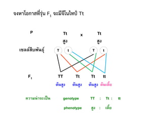 Tt
สูง
P Tt
สูง
x
เซลล์สืบพันธุ์ T t T t
F1 TT Tt Tt tt
ต้นสูง ต้นสูง ต้นสูง ต้นเตี้ย
ความน่าจะเป็น genotype TT : Tt : tt
phenotype สูง : เตี้ย
จงหาโอกาสที่รุ่น F1 จะมีจีโนไทป์ Tt
 
