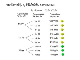 จงหาโอกาสที่รุ่น F2 มีจีโนไทป์เป็น homozygous
 