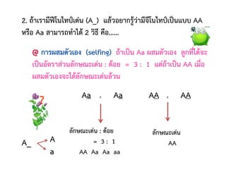 ถ้าเป็น Aa ผสมตัวเอง ลูกที่ได้จะ
เป็นอัตราส่วนลักษณะเด่น : ด้อย = 3 : 1 แต่ถ้าเป็น AA เมื่อ
ผสมตัวเองจะได้ลักษณะเด่นล้วน
2. ถ้าเรามีฟีโนไทป์เด่น (A_) แล้วอยากรู้ว่ามีจีโนไทป์เป็นแบบ AA
หรือ Aa สามารถทาได้ 2 วิธี คือ……
A_
?
A
a
x
ลักษณะเด่น : ด้อย
= 3 : 1
AA Aa Aa aa
Aa
Aa x AA
AA
ลักษณะเด่น
AA
 
