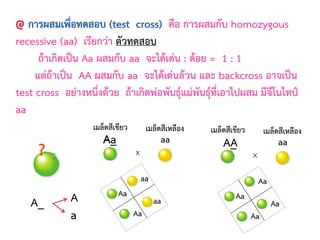 คือ การผสมกับ homozygous
recessive (aa) เรียกว่า ตัวทดสอบ
ถ้าเกิดเป็น Aa ผสมกับ aa จะได้เด่น : ด้อย = 1 : 1
แต่ถ้าเป็น AA ผสมกับ aa จะได้เด่นล้วน และ backcross อาจเป็น
test cross อย่างหนึ่งด้วย ถ้าเกิดพ่อพันธุ์แม่พันธุ์ที่เอาไปผสม มีจีโนไทป์
aa
AA
Aa
?
A_ A
a
เมล็ดสีเหลือง
aa
เมล็ดสีเขียว
x
Aa
aa
Aa
aa
aa
เมล็ดสีเหลือง
เมล็ดสีเขียว
x
Aa
Aa
Aa
Aa
A_ A_
 
