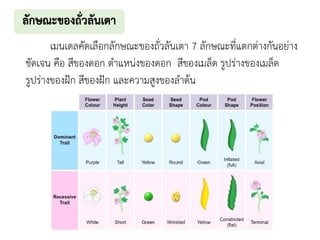 เมนเดลคัดเลือกลักษณะของถั่วลันเตา 7 ลักษณะที่แตกต่างกันอย่าง
ชัดเจน คือ สีของดอก ตาแหน่งของดอก สีของเมล็ด รูปร่างของเมล็ด
รูปร่างของฝัก สีของฝัก และความสูงของลาต้น
 