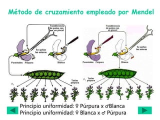 Método de cruzamiento empleado por Mendel
Principio uniformidad: ♀ Púrpura x ♂Blanca
Principio uniformidad: ♀ Blanca x ♂ Púrpura
 